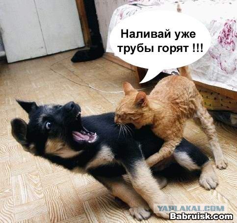 Кот - космонавт