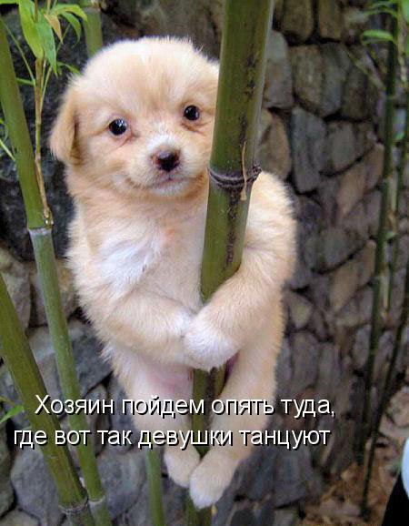 Собачки
