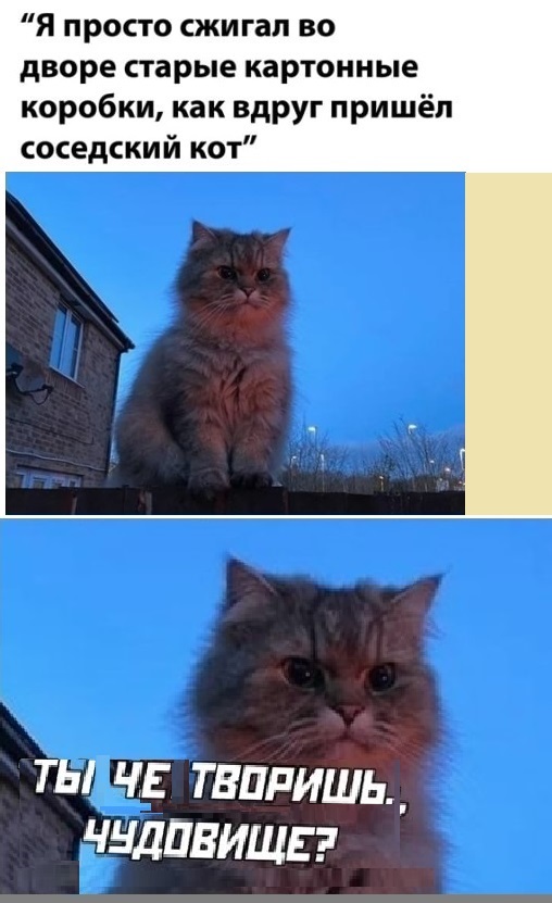 Картинки с котами и про котов