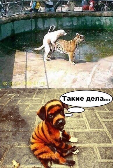 Собакен дня