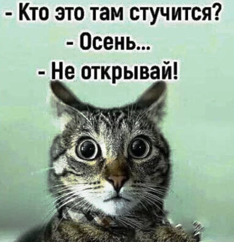 Девушки котовторника