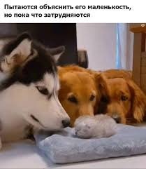 Мохнатый Нянь