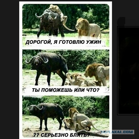 Львица защищает детёнышей от самца