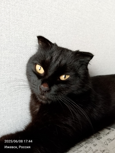 Зачем моряки держали кошек на кораблях — и это не про крыс