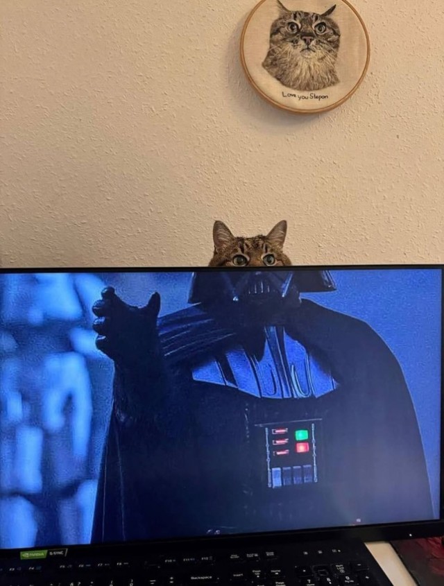 К котовторнику: подборка картинок-баянов с котиками и про котиков. Выпуск 32.