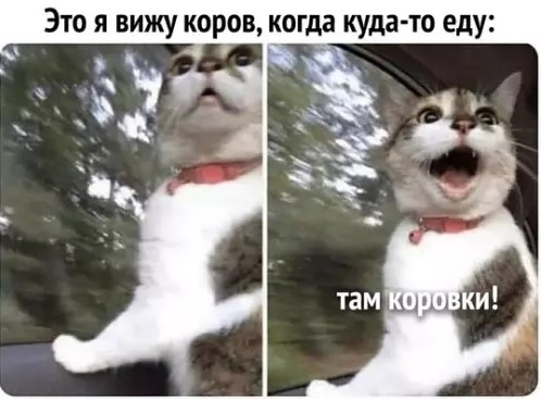Котямбосы