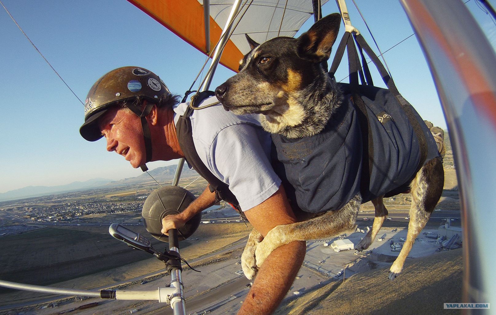 Уставшие путешественники. Собака летчик. Собака путешественник. Путешествие с собакой. Собака в самолете.