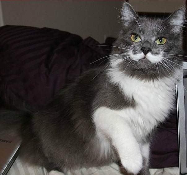 Тысяча чертей - это просто отличные усы!