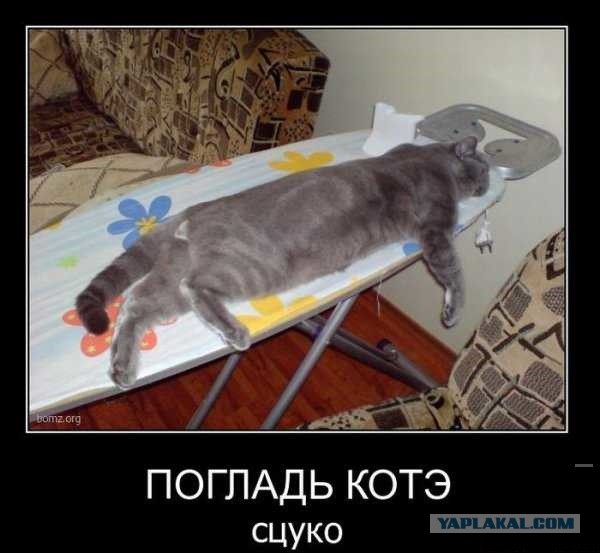 Котэ нуждается в ласке!