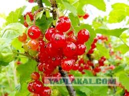 Лакомства детства