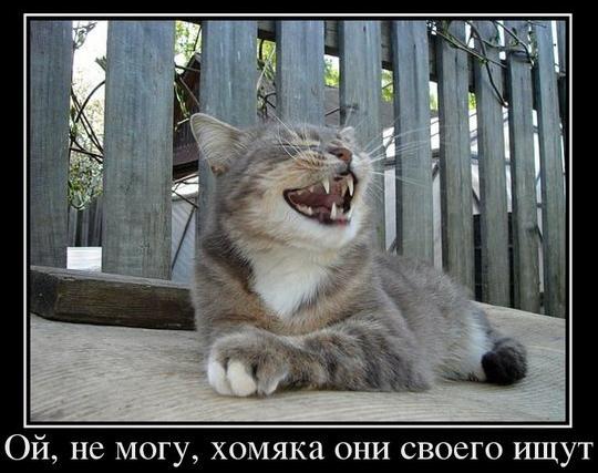 Котовторник 30.09.2014