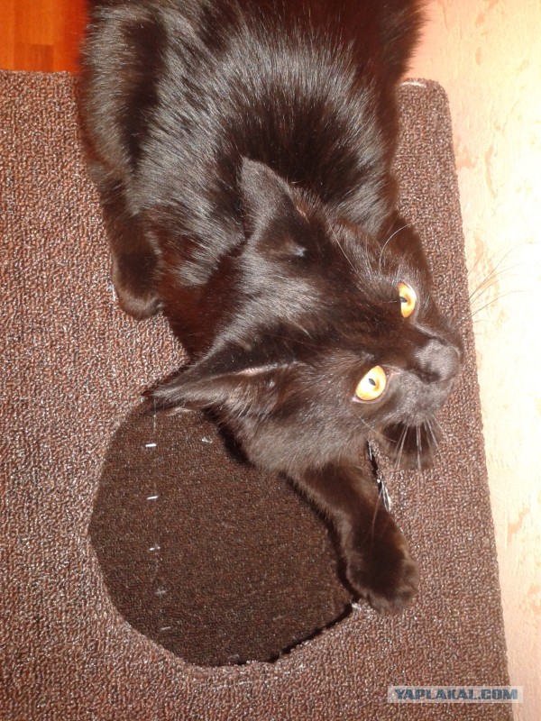 Котовторник 04.11.2014