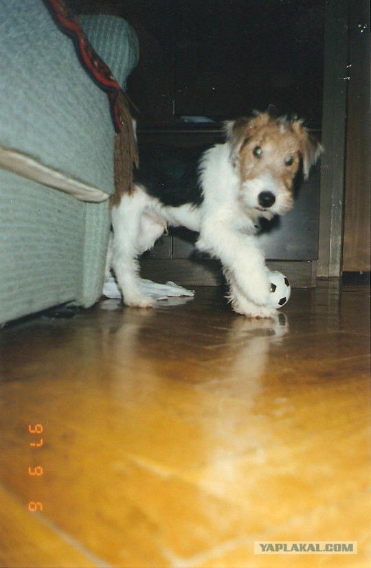 Когда собаки в первый раз увидели снег.