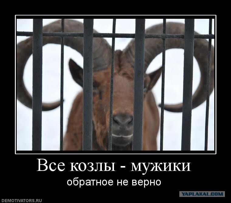Смешная картинка все мужики козлы, животными смешными