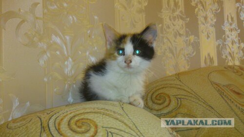 Котовторник 28.04.2015