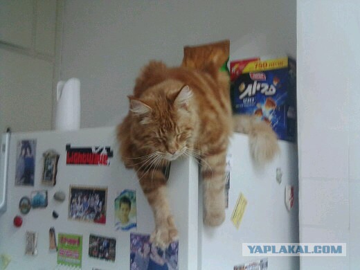 Котовторник