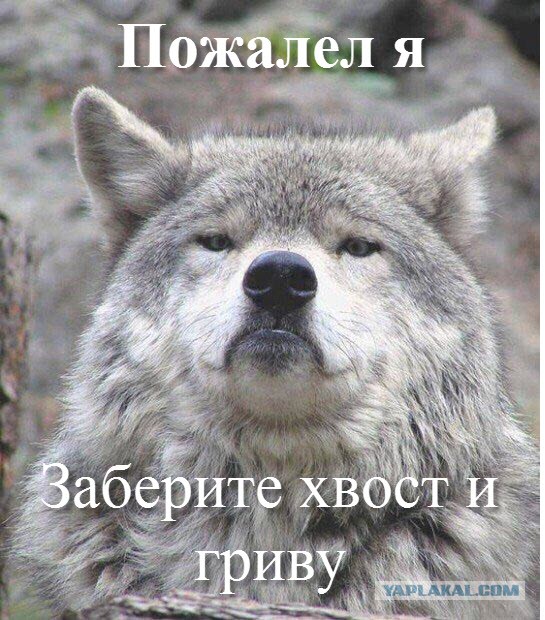 Придет серенький волчок