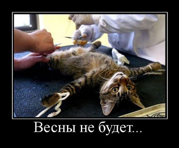 Страшнее кошки зверя нет!