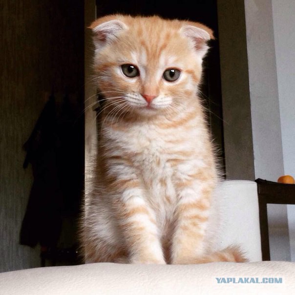 Котовторник 06.10.2015
