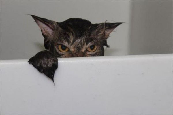 Любитель ванн