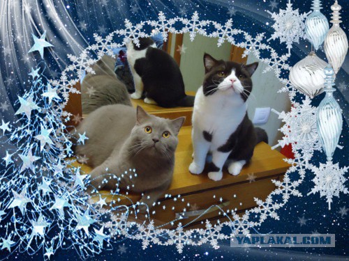 Наш Котяра