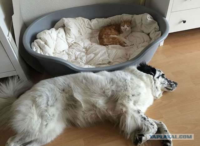 22 кота в шоке