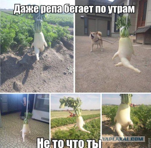 40 улыбательных картинок