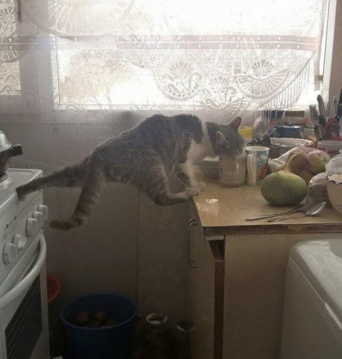 Картинки из сети