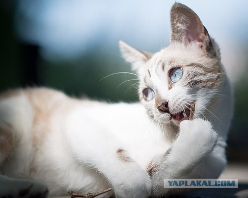 Котовторник 25.10. 2016
