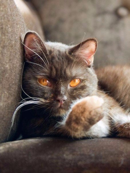 Коты из сети