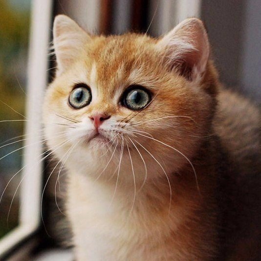 Коты из сети