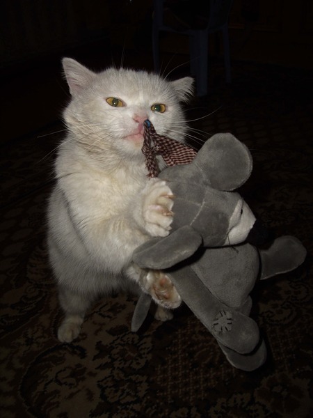 Коты из сети