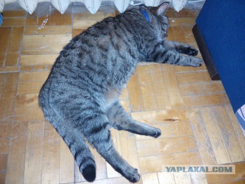 Котовторник  31.01.2017