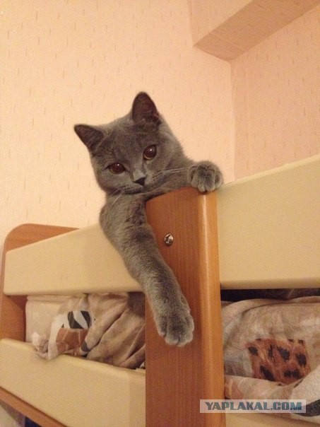 Коты и Кошки