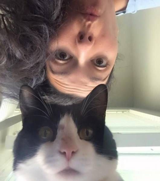 Коты и Кошки
