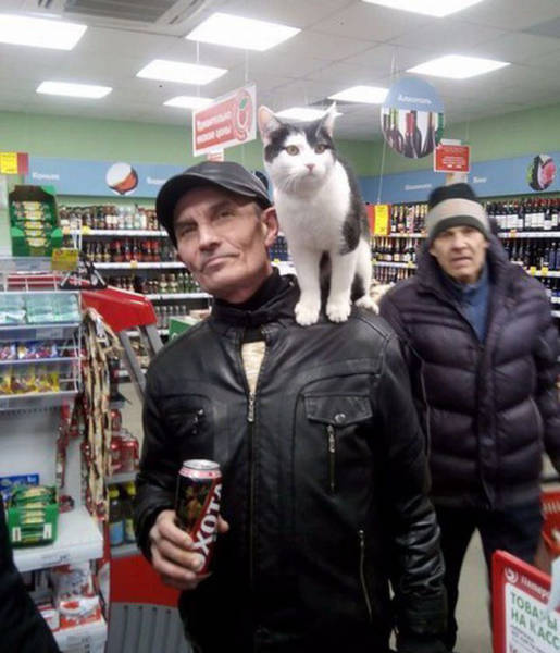 Коты и Кошки