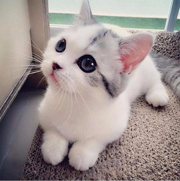 Коты и Кошки