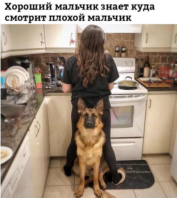 Живность из сети