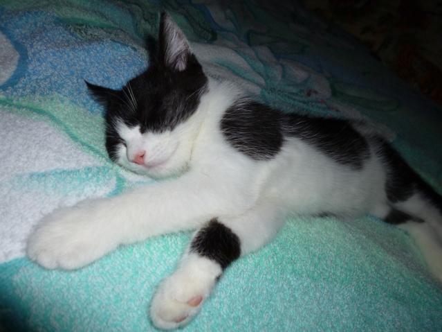 Котовторник 05.06.2018
