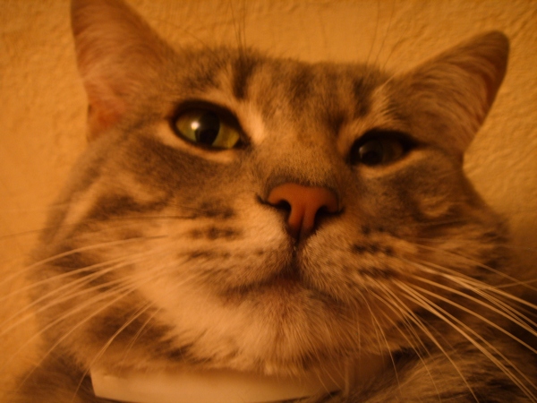 Котовторник на ЯПлакалъ 08.07.2008