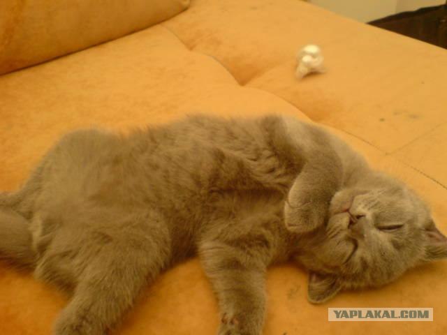 Кот-соня