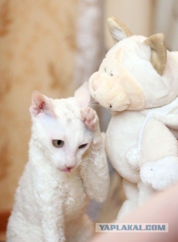 Коты, кошки и котята
