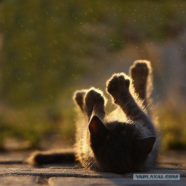 Котовторник. А как же?!
