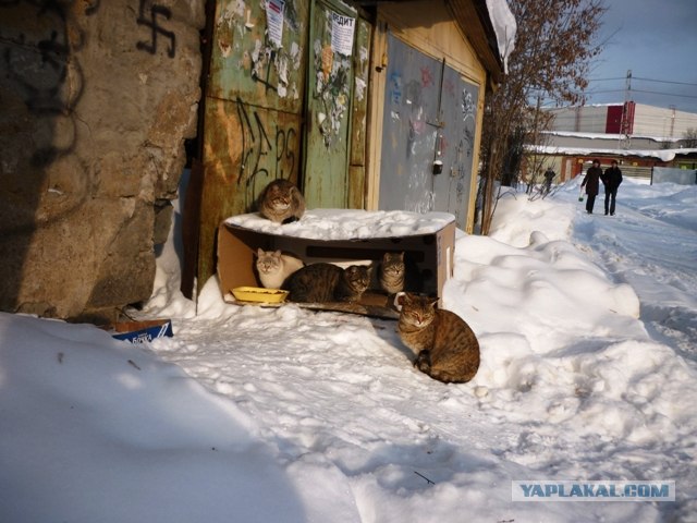Собачки