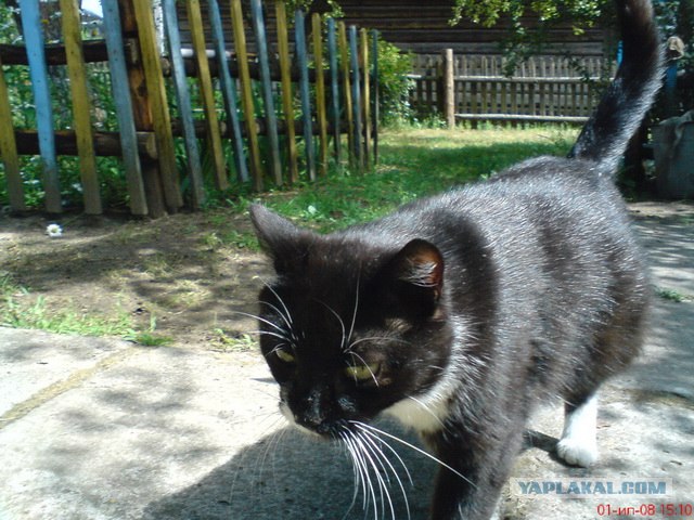 Котовторник так котовторник!