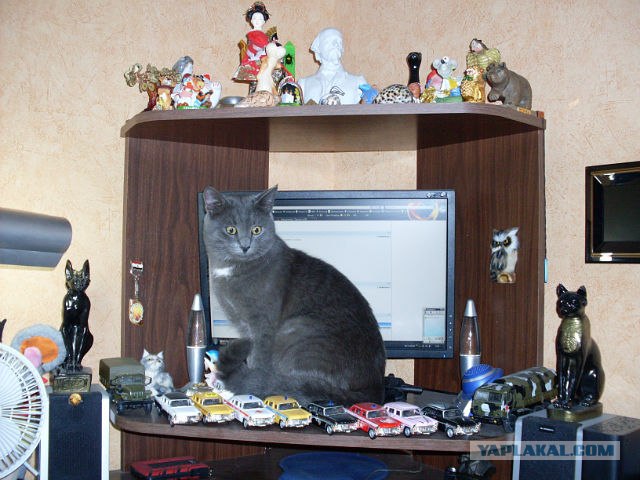Котовторник 22.11.11