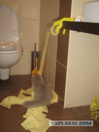 Котовторник (14.02.2012)