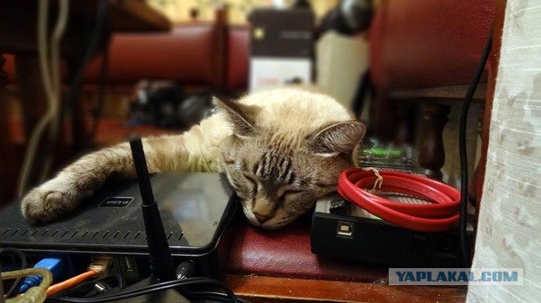 Котовторник (28.02.2012)