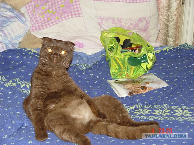 Котовторник 22.05.2012