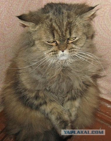Котовторник  4.09.12